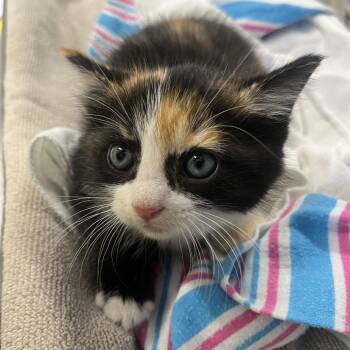 Zia -  Domestic Short Hair Cat for Adoption in Oak Park, Illinois - Zia | PetCurious