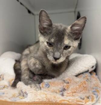 Fiona -  Domestic Short Hair Cat for Adoption in Roseville, California - Fiona | PetCurious