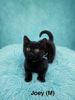 Joey -  Siamese Cat for Adoption in Avondale, Pennsylvania - Joey | PetCurious