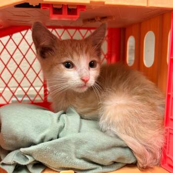Isaiah -  Domestic Short Hair Cat for Adoption in Bristol, Indiana - Isaiah | PetCurious