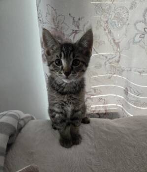Halo -  Tabby and Domestic Short Hair Cat for Adoption in Wyandotte, Michigan - Halo | PetCurious