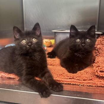 Mystery -  Domestic Short Hair Cat for Adoption in Waynesburg, Pennsylvania - Mystery | PetCurious