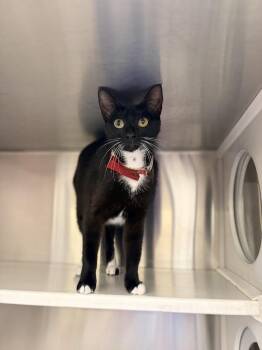 Money -  Domestic Short Hair Cat for Adoption in Lafayette, Louisiana - Money | PetCurious