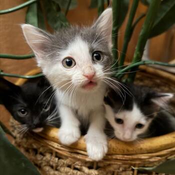 Jimin -  Domestic Long Hair Cat for Adoption in Port Richey, Florida - Jimin | PetCurious