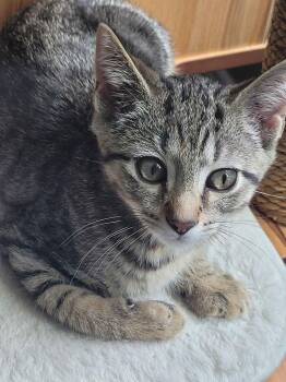 Hurricane Antoon -  Tabby and Domestic Short Hair Cat for Adoption in Greensboro, North Carolina - Hurricane Antoon | PetCurious