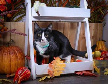 Rescue Tuxedo Cats for Adoption in Lucas, Texas - Orion | PetCurious