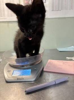 Domestic Short Hair Cats Available for Adoption in Picayune, Mississippi - Pringle | PetCurious