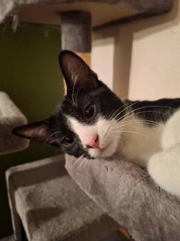 Oreo -  Domestic Short Hair Cat for Adoption in San Antonio, Texas - Oreo | PetCurious