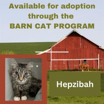 Domestic Long Hair Cats Available for Adoption in Westminster, Maryland - HEPZIBAH BARN CAT | PetCurious