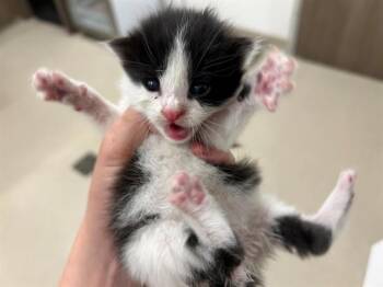PAIL -  Domestic Short Hair Cat for Adoption in Baytown, Texas - PAIL | PetCurious