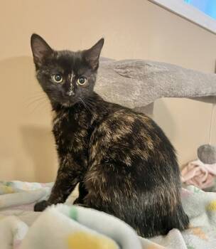 Rescue Domestic Short Hair Cats for Adoption in Arthur, Ontario - Nikki 1 | PetCurious