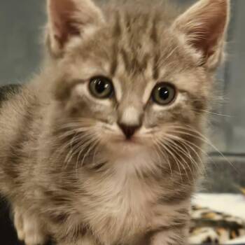 Cloud -  Domestic Short Hair Cat for Adoption in Pasadena, California - Cloud | PetCurious