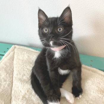 Idaho -  Domestic Short Hair Cat for Adoption in Asheville, North Carolina - Idaho | PetCurious