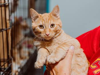 Rescue Domestic Short Hair Cats for Adoption in Le Mars, Iowa - Audi | PetCurious