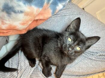 Alpha -  Domestic Short Hair Cat for Adoption in Fruit Heights, Utah - Alpha | PetCurious
