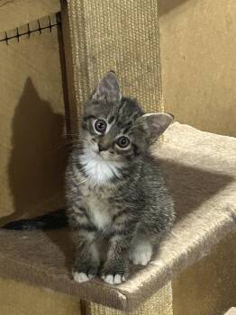Tansy -  Domestic Short Hair Cat for Adoption in Walled Lake, Michigan - Tansy | PetCurious