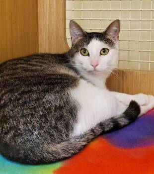Domestic Short Hair Cats Available for Adoption - Janis | PetCurious