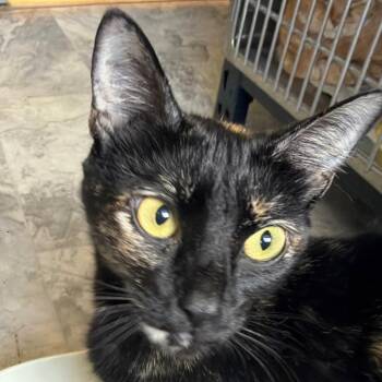 Jinx NRAR -  Domestic Short Hair Cat for Adoption in Merrifield, Virginia - Jinx NRAR | PetCurious