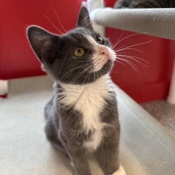 Persephone -  Domestic Short Hair Cat for Adoption in North Haven, Connecticut - Persephone | PetCurious