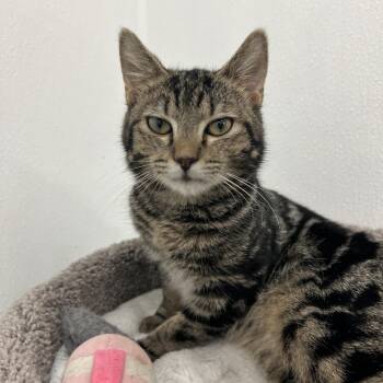 Domestic Short Hair Cats Available for Adoption - Valentino | PetCurious