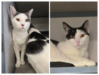 Oreo and Lizzie-- BONDED PAIR -  Domestic Short Hair Cat for Adoption in New Rochelle, New York - Oreo And Lizzie-- BONDED PAIR | PetCurious