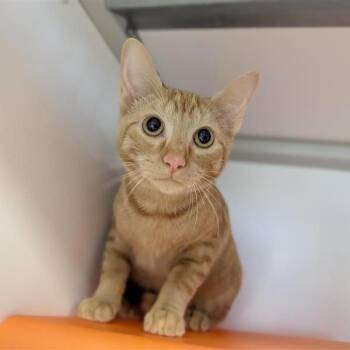 Charmander -  Domestic Short Hair Cat for Adoption in Houston, Texas - Charmander | PetCurious