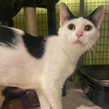 Domestic Short Hair Cats Available for Adoption - Rose | PetCurious