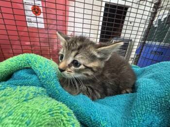 RANGOON -  Domestic Short Hair Cat for Adoption in San Bernardino, California - RANGOON | PetCurious