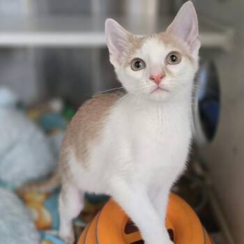 Kairi -  Domestic Short Hair Cat for Adoption in Pittsburgh, Pennsylvania - Kairi | PetCurious