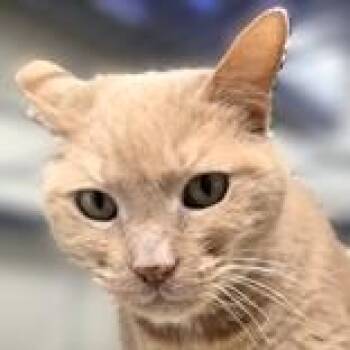 Domestic Short Hair and Tabby Cats Available for Adoption in Long Beach, Washington - Nala | PetCurious