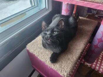 Domestic Short Hair Cats Available for Adoption - Cortex | PetCurious