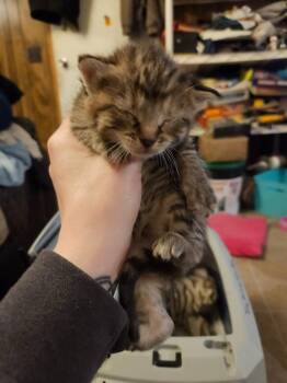 Domestic Short Hair Cats Available for Adoption - Eden | PetCurious