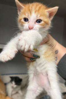 Stg5 Sonny -  Domestic Medium Hair Cat for Adoption in Greencastle, Indiana - Stg5 Sonny | PetCurious