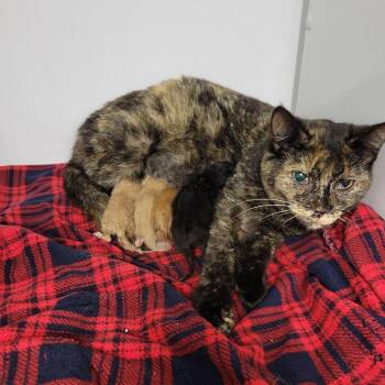 Peppercorn (in Stevensville, MD) -  Domestic Short Hair Cat Available for Adoption - Peppercorn (in Stevensville, MD) | PetCurious