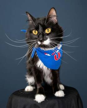 Ollie -  Domestic Long Hair and Domestic Short Hair Cat for Adoption in Lawrenceville, Georgia - Ollie | PetCurious