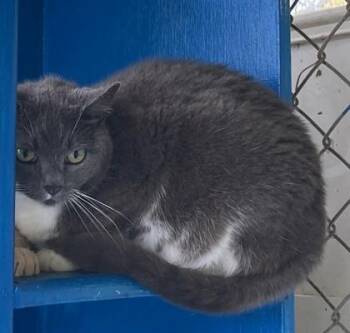 Domestic Short Hair Cats Available for Adoption in Fairhope, Alabama - Sweetie | PetCurious