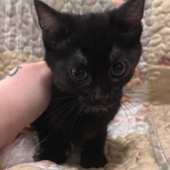 Domestic Short Hair Cats Available for Adoption in Belleville, Illinois - Emily | PetCurious