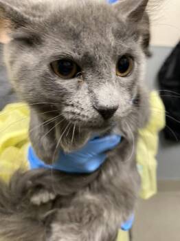 JENNIFUR -  Domestic Medium Hair Cat for Adoption in Las Vegas, Nevada - JENNIFUR | PetCurious