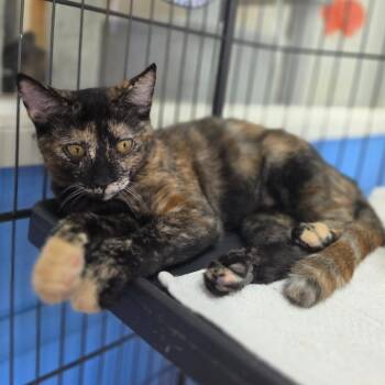 Racoon - Chino Hills Location -  Domestic Short Hair Cat for Adoption in Chino Hills, California - Racoon - Chino Hills Location | PetCurious