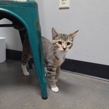 Mark -  Domestic Short Hair Cat for Adoption in Normal, Illinois - Mark | PetCurious