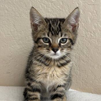Ken -  Domestic Short Hair Cat for Adoption in Medford, Oregon - Ken | PetCurious