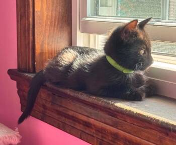 Spur Boy -  Domestic Short Hair Cat for Adoption in Gorham, Maine - Spur Boy | PetCurious