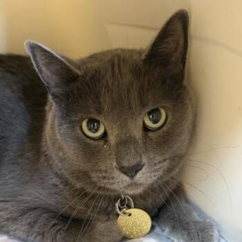 Basil -  Domestic Short Hair Cat for Adoption in Lansing, Michigan - Basil | PetCurious