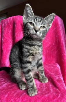 SHRIMP SOUP -  Domestic Short Hair Cat for Adoption in Louisville, Kentucky - SHRIMP SOUP | PetCurious
