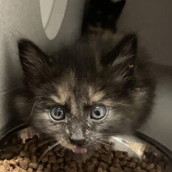 Boopsie -  Domestic Short Hair Cat for Adoption in Priest River, Idaho - Boopsie | PetCurious