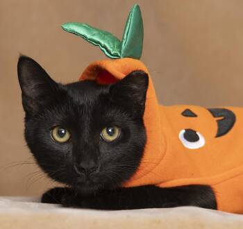 Duet -  Domestic Short Hair Cat for Adoption in Chicago, Illinois - Duet | PetCurious