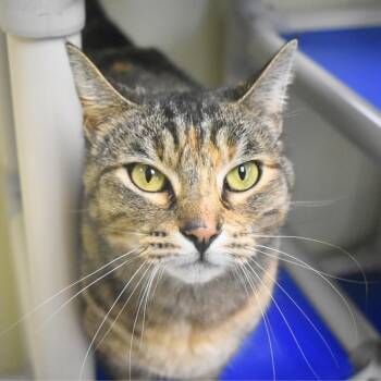 Domestic Short Hair Cats Available for Adoption in St. Petersburg, Florida - Missy | PetCurious