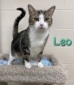 Rescue Domestic Short Hair Cats for Adoption in Valparaiso, Indiana - Leo | PetCurious