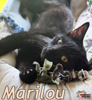 Rescue Domestic Short Hair Cats for Adoption in Douglasville, Georgia - Marilou | PetCurious