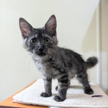 Parsley -  Domestic Medium Hair Cat Available for Adoption in Kailua-kona, Hawaii - Parsley | PetCurious